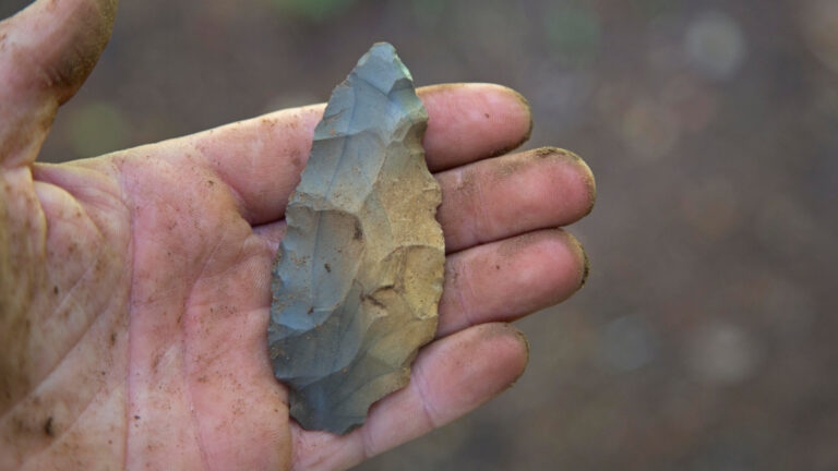 Where to find indian arrowhead